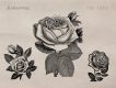 Free Vintage Roses Illustration