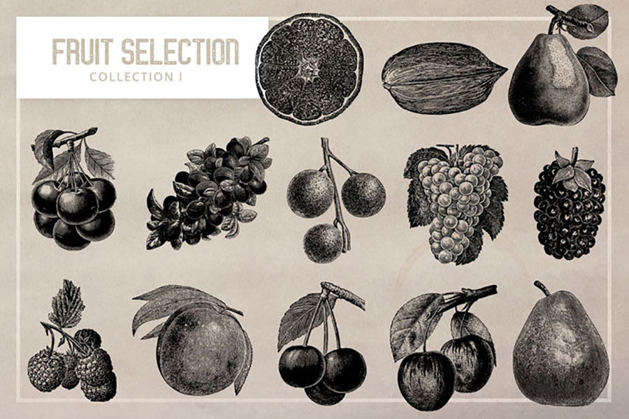 Fruit Selection Illustration