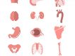 23 Human Anatomy Icons