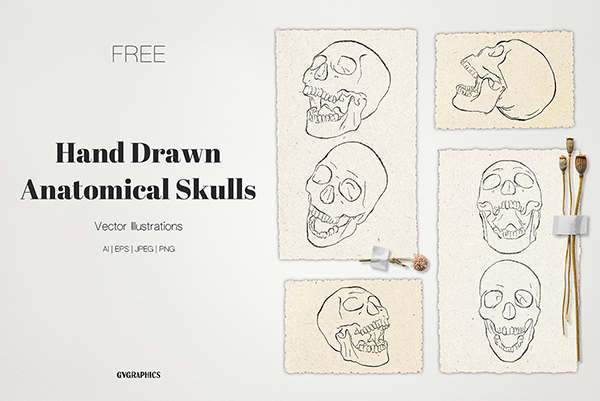 FREE Hand Drawn Anatomical Skulls