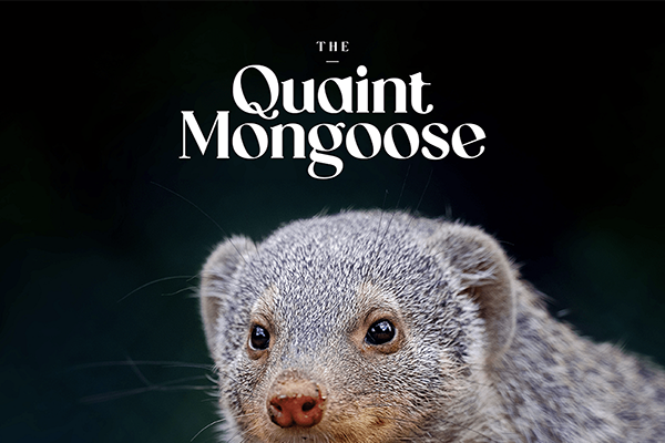 The Quaint Mongoose - Font